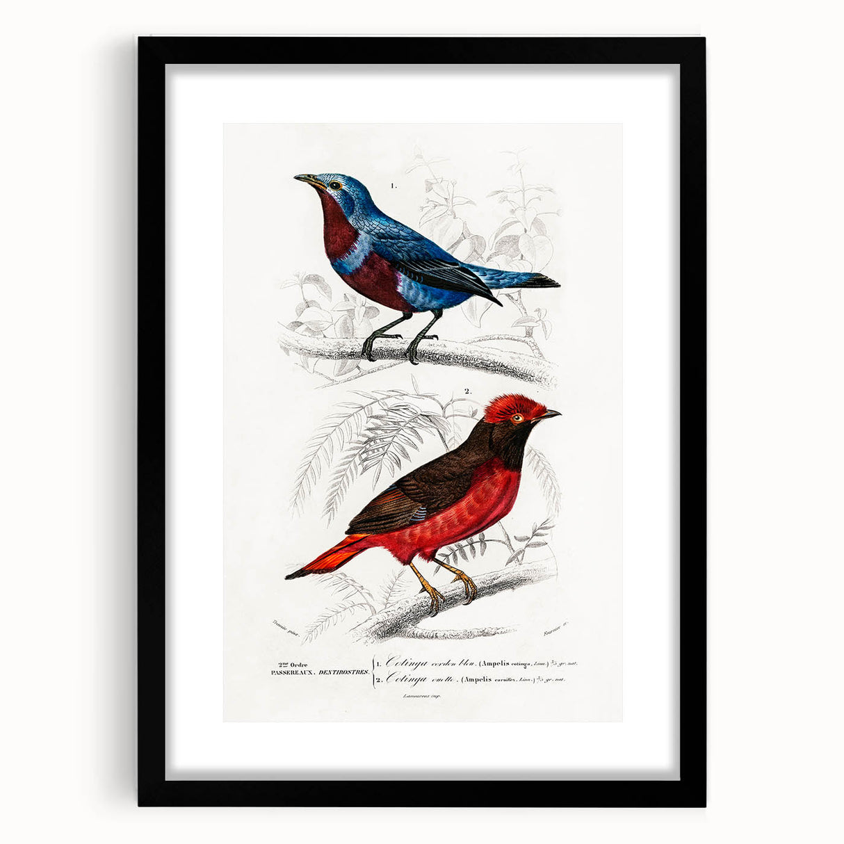 Romantic Era Art: Exotic Bird Illustrations by Charles Dessalines d’Orbigny
