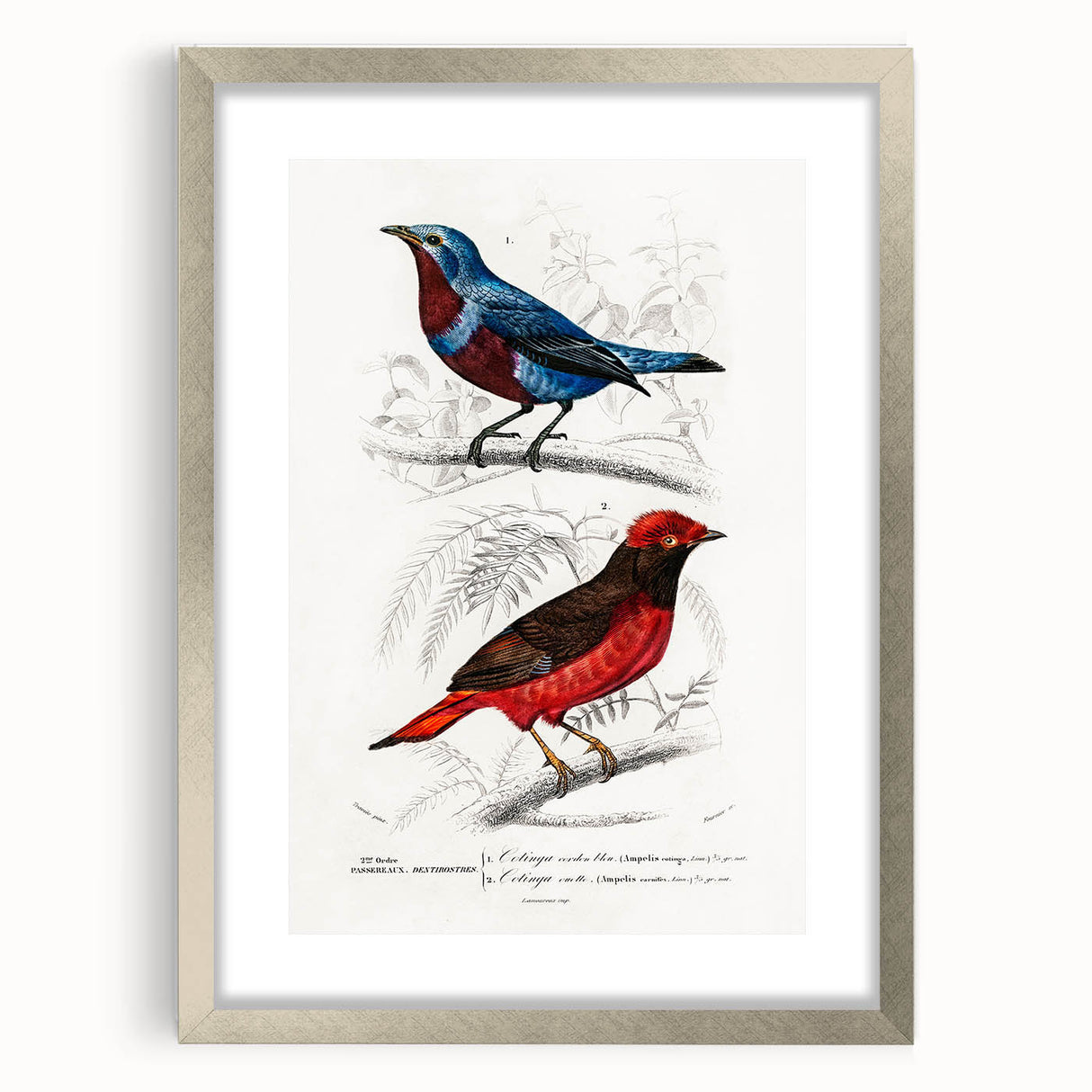 Romantic Era Art: Exotic Bird Illustrations by Charles Dessalines d’Orbigny