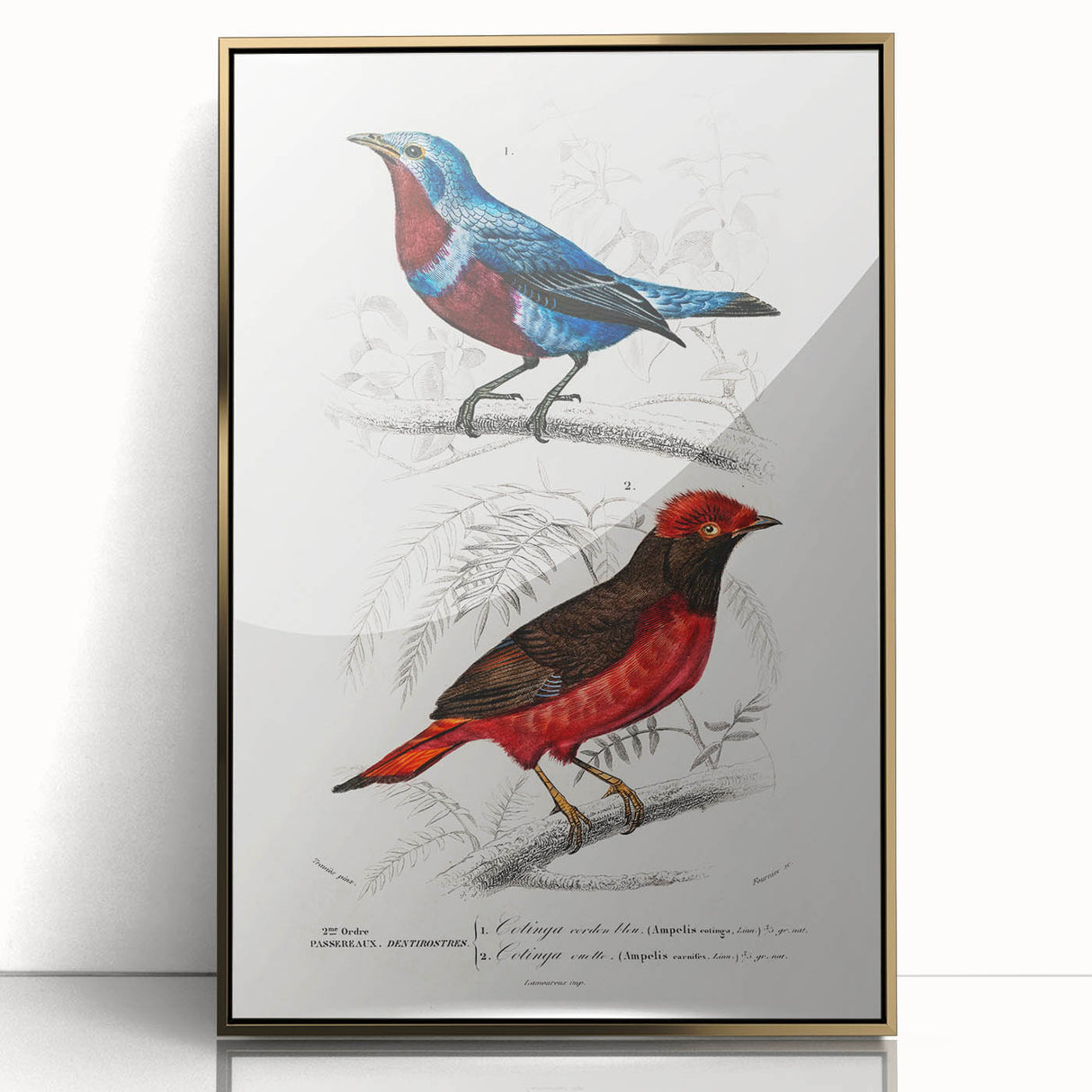 Romantic Era Art: Exotic Bird Illustrations by Charles Dessalines d’Orbigny