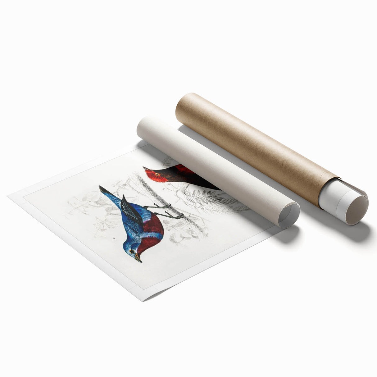 Romantic Era Art: Exotic Bird Illustrations by Charles Dessalines d’Orbigny