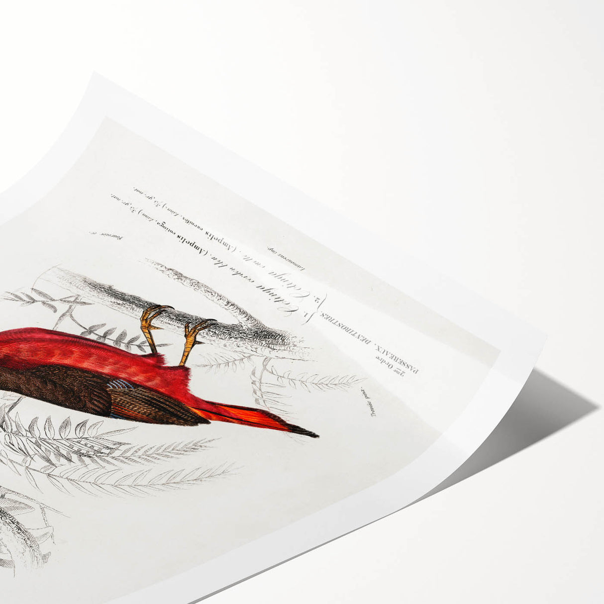 Romantic Era Art: Exotic Bird Illustrations by Charles Dessalines d’Orbigny