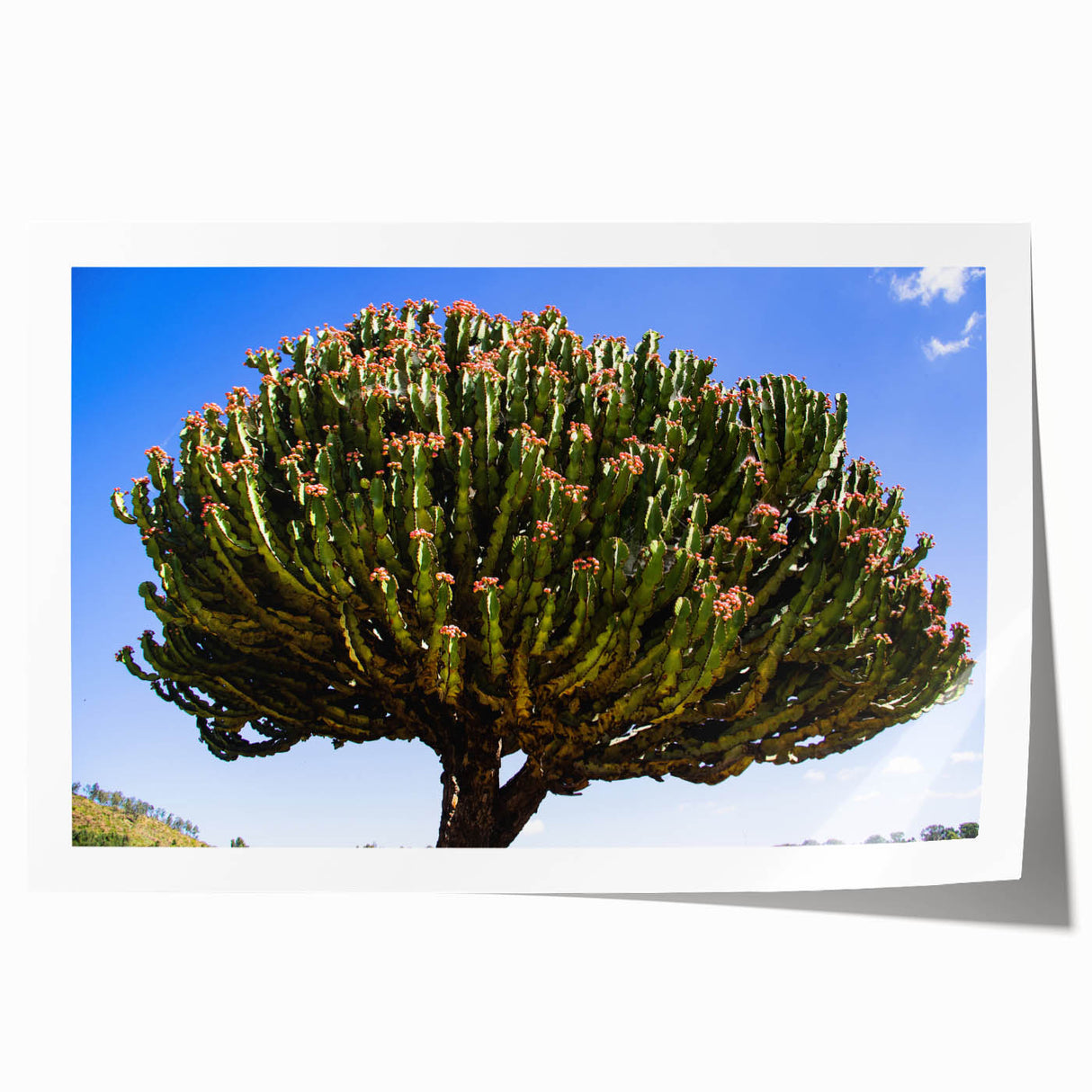 Ethiopian landscape with vibrant greenery on extra large rolled print, suitable for dining room wall art.