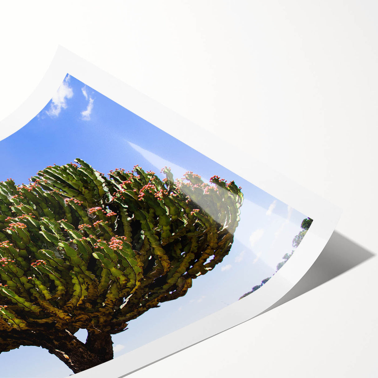 Extra large wall art featuring line art flowers in muted earth tones on a rolled canvas, ideal for large living room decor.