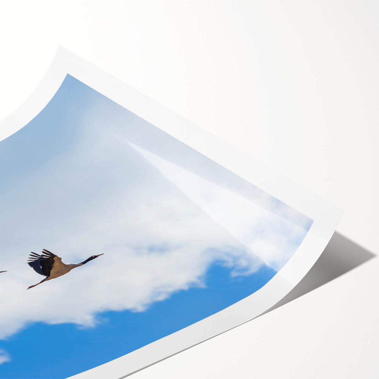 Extra large rolled print featuring line art flowers in muted earth tones, ideal for large living room wall art.