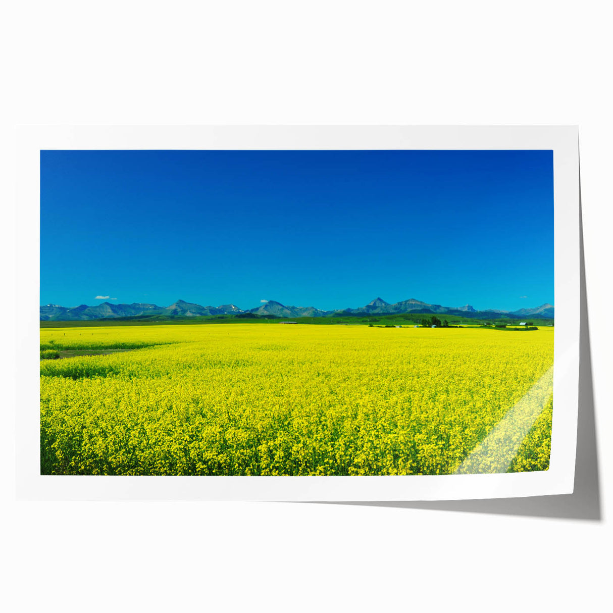 Rolled print of a serene Alberta, Canada landscape with vibrant greenery and distant mountains.