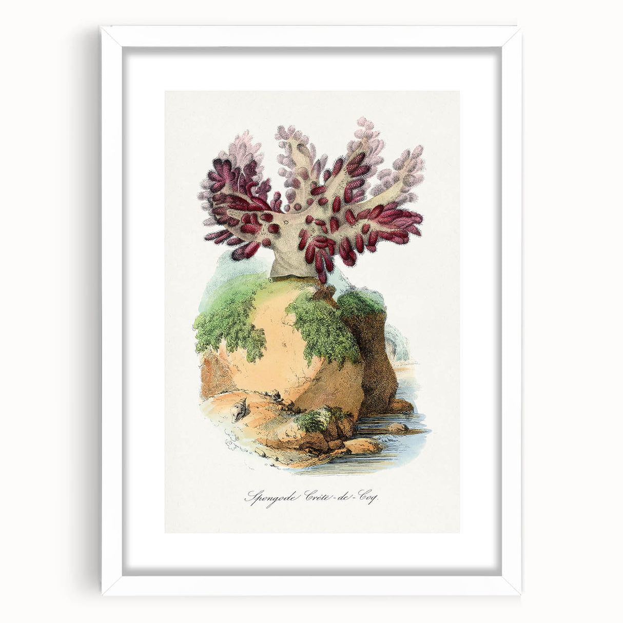 Romanticism Art - Spongode Coral Study - Classic Romantic Print