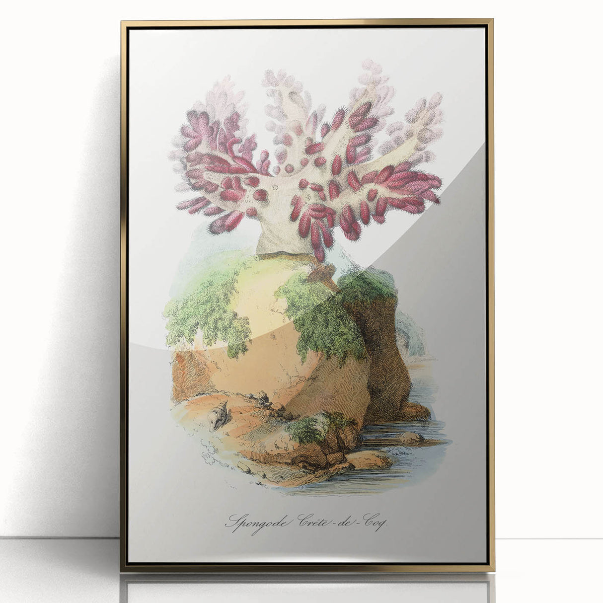 Romanticism Art - Spongode Coral Study - Classic Romantic Print
