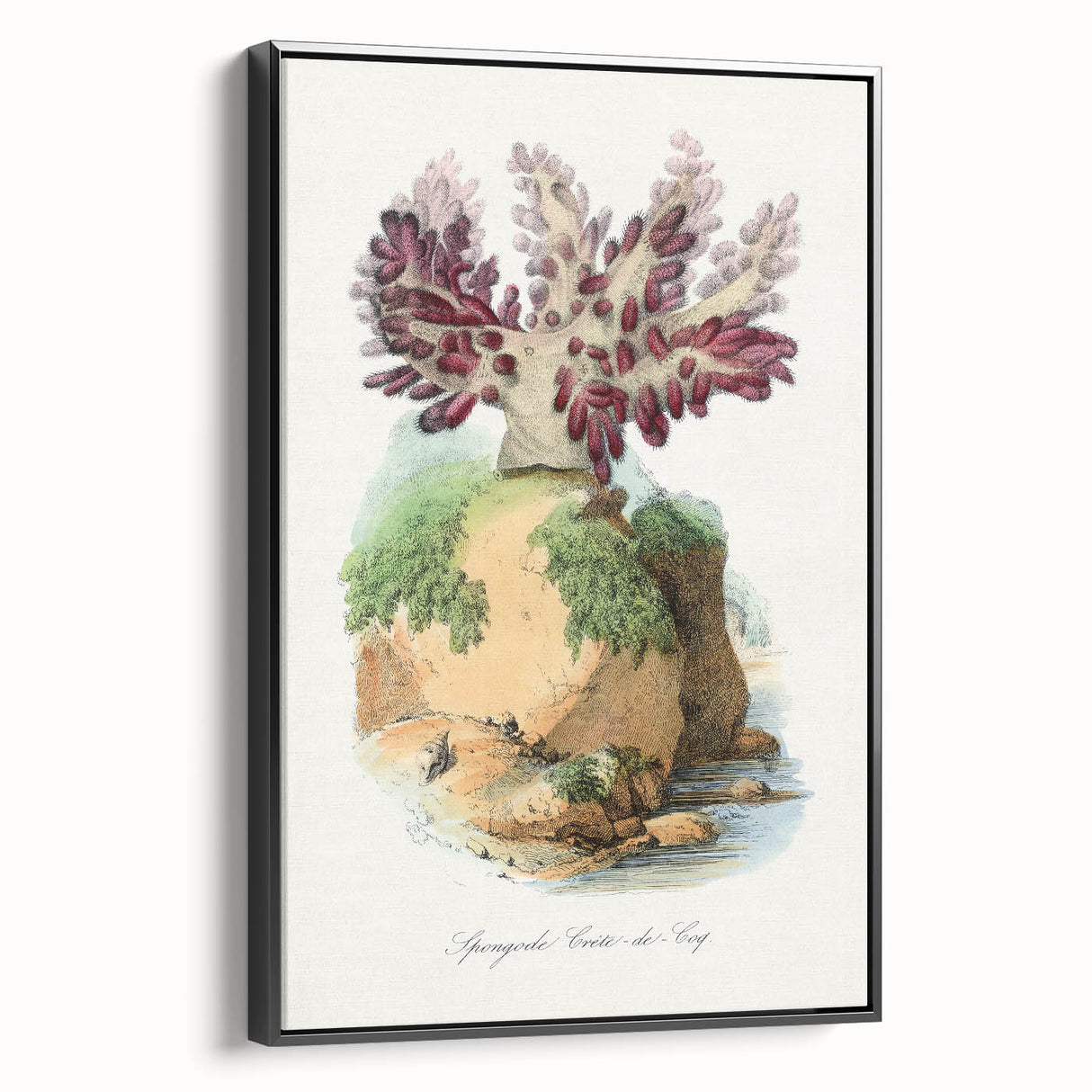 Romanticism Art - Spongode Coral Study - Classic Romantic Print