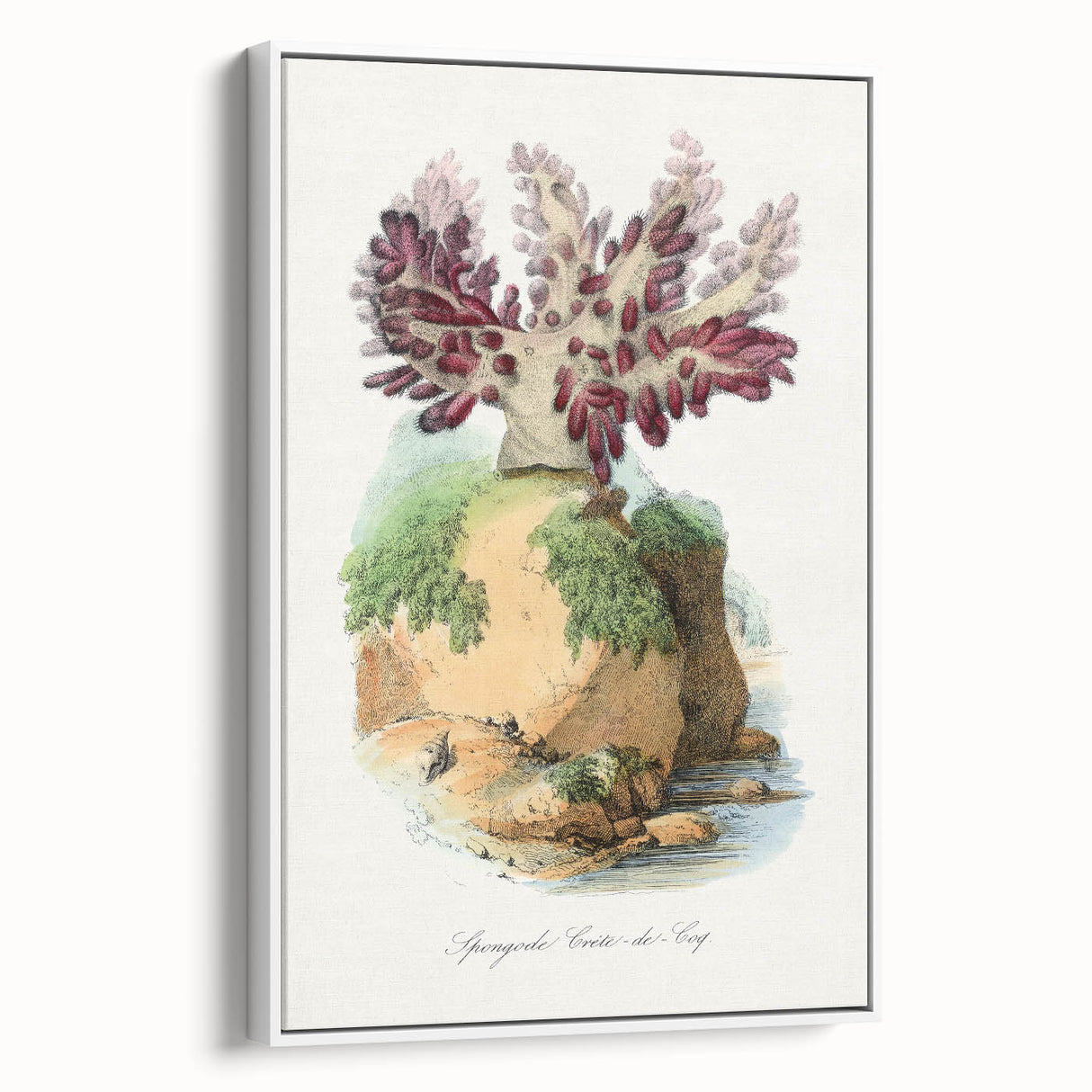 Romanticism Art - Spongode Coral Study - Classic Romantic Print