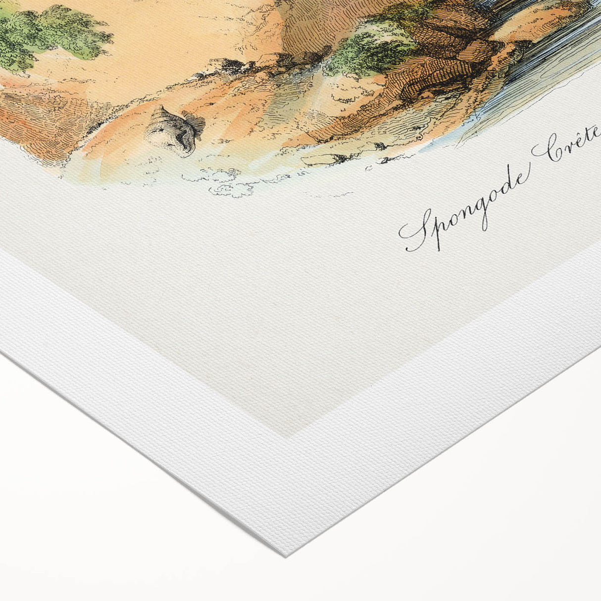 Romanticism Art - Spongode Coral Study - Classic Romantic Print