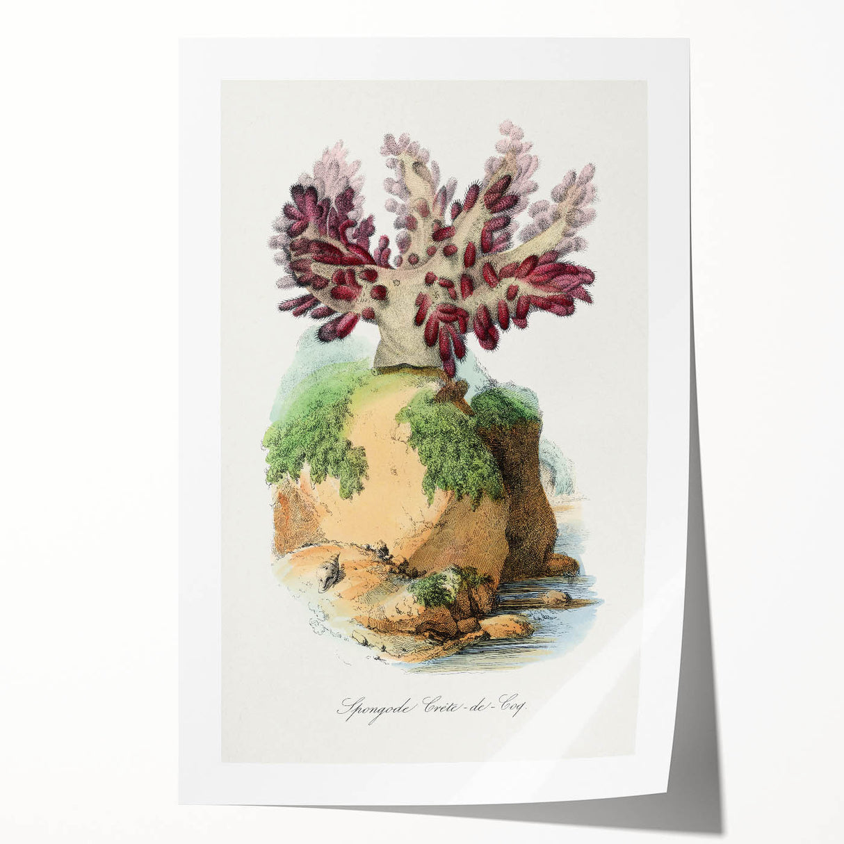 Romanticism Art - Spongode Coral Study - Classic Romantic Print