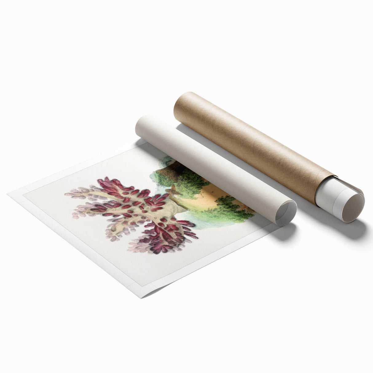 Romanticism Art - Spongode Coral Study - Classic Romantic Print