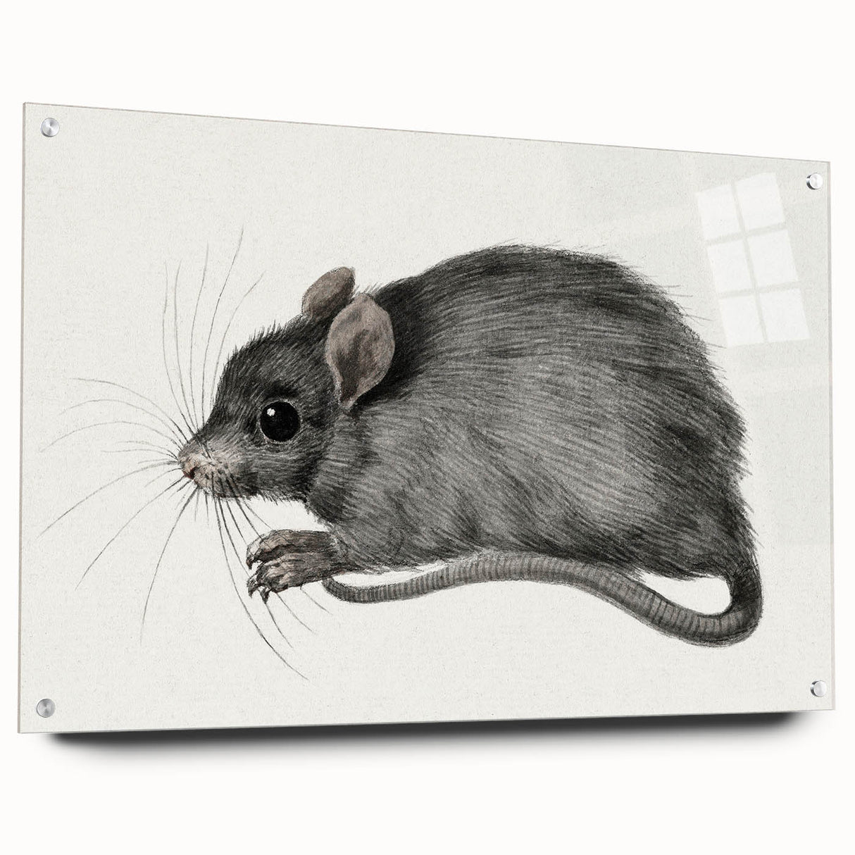 Romanticism Art - Study of a Mouse - Classic Romantic Animal Print