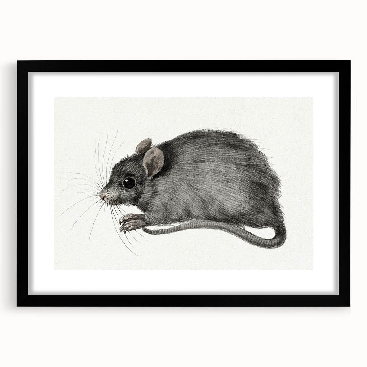 Romanticism Art - Study of a Mouse - Classic Romantic Animal Print
