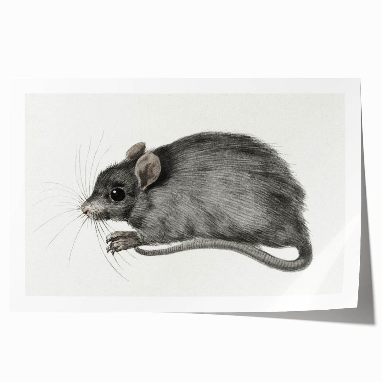 Romanticism Art - Study of a Mouse - Classic Romantic Animal Print