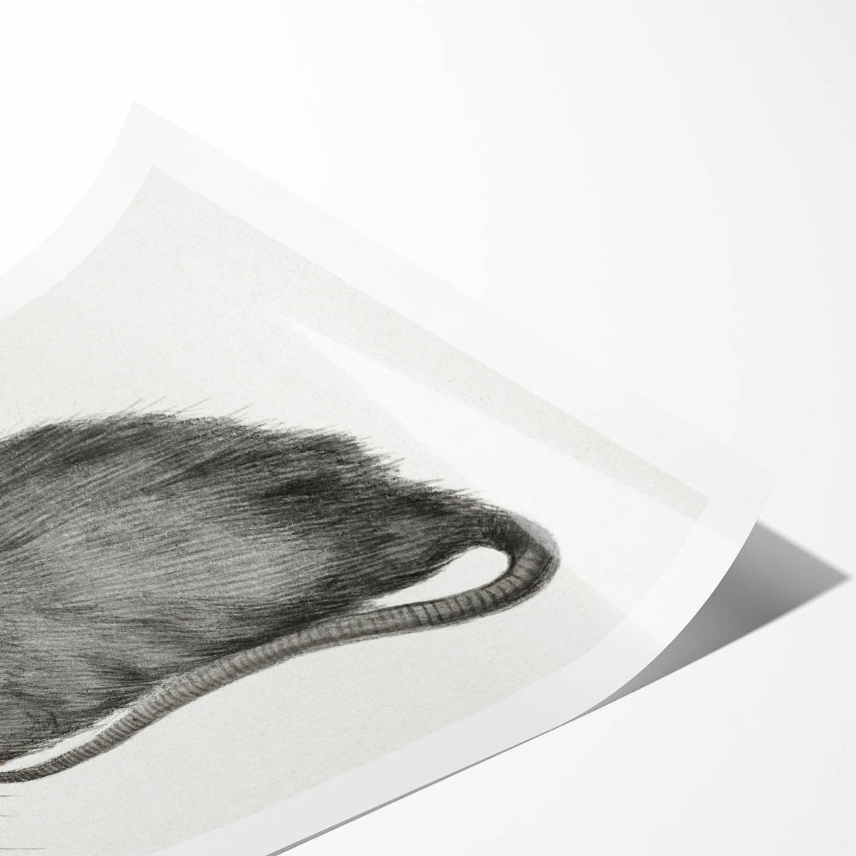 Romanticism Art - Study of a Mouse - Classic Romantic Animal Print