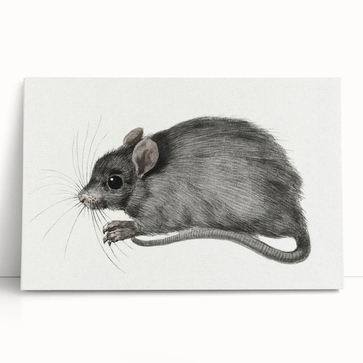 Romanticism Art - Study of a Mouse - Classic Romantic Animal Print