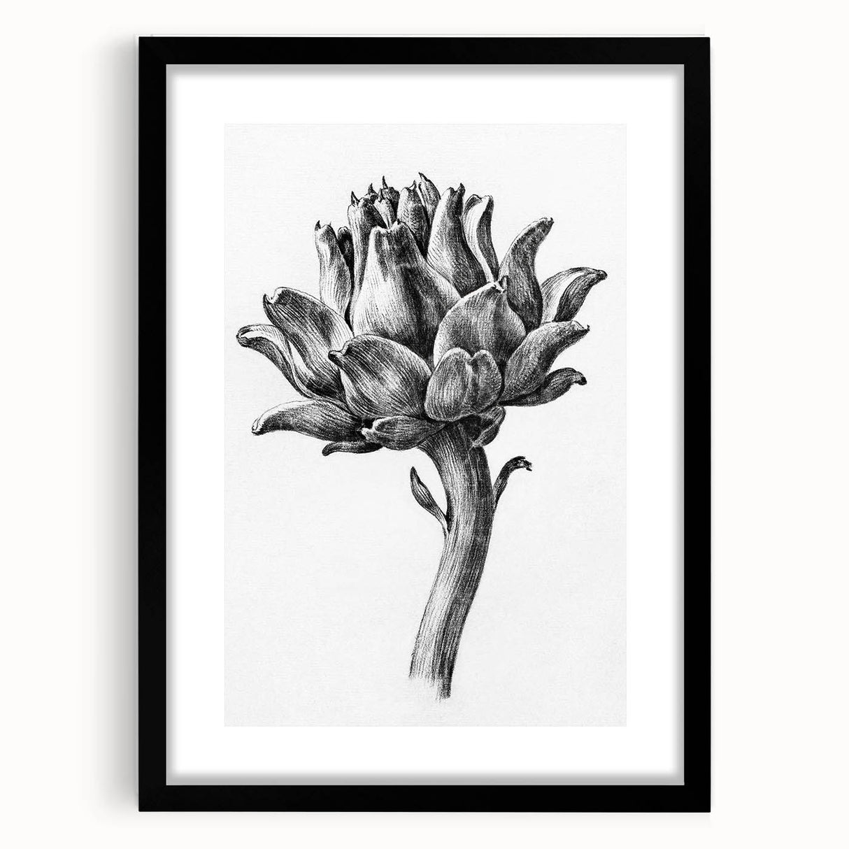 Romanticism Art - Artichoke Study - Classic Botanical Romantic Print