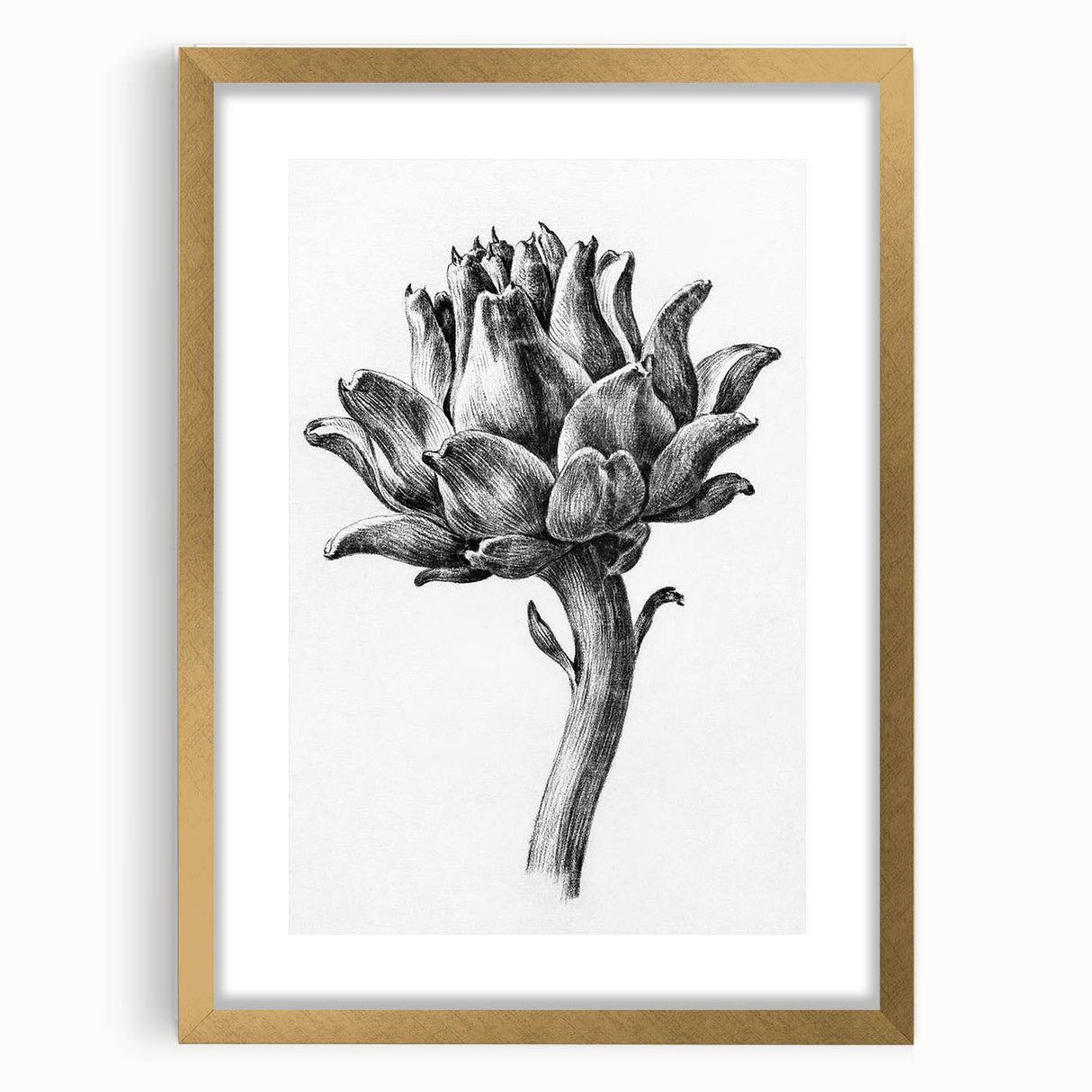 Romanticism Art - Artichoke Study - Classic Botanical Romantic Print