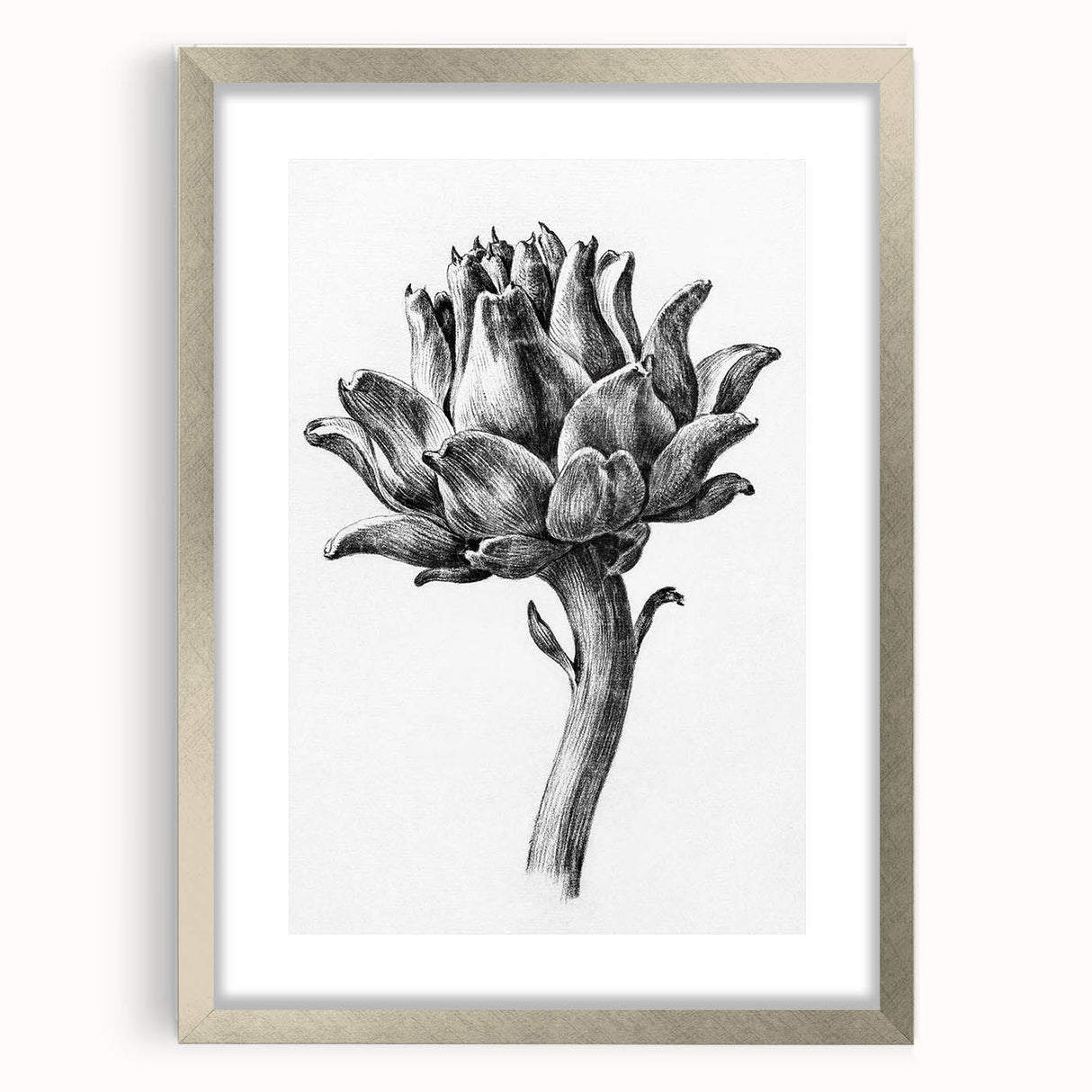 Romanticism Art - Artichoke Study - Classic Botanical Romantic Print