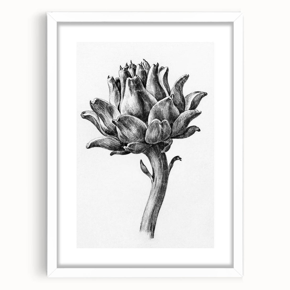 Romanticism Art - Artichoke Study - Classic Botanical Romantic Print
