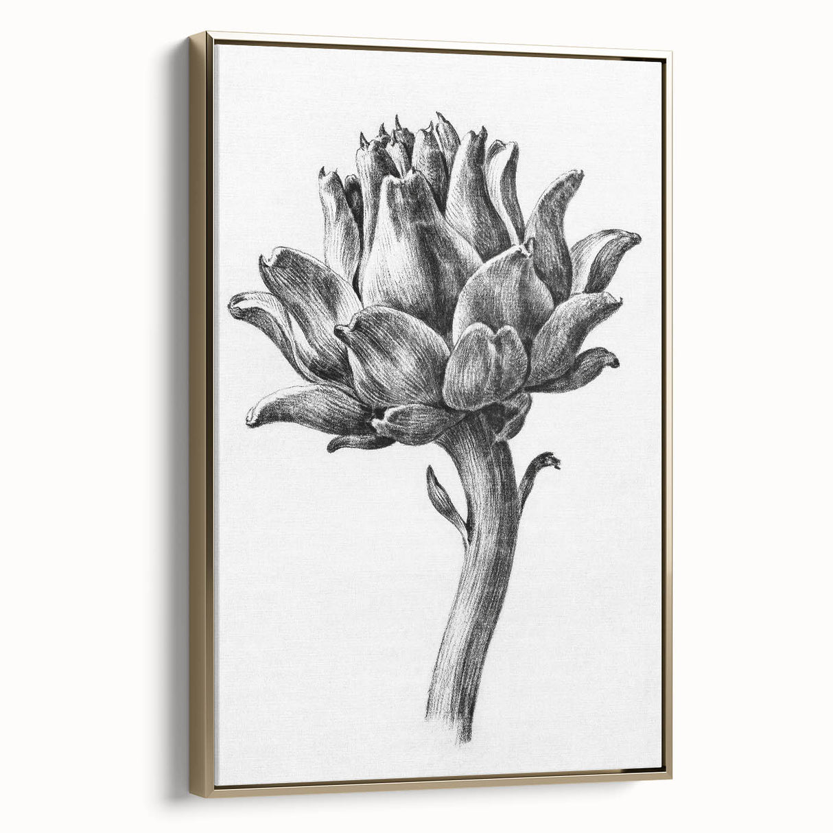 Romanticism Art - Artichoke Study - Classic Botanical Romantic Print