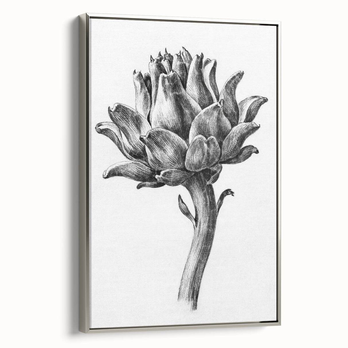 Romanticism Art - Artichoke Study - Classic Botanical Romantic Print