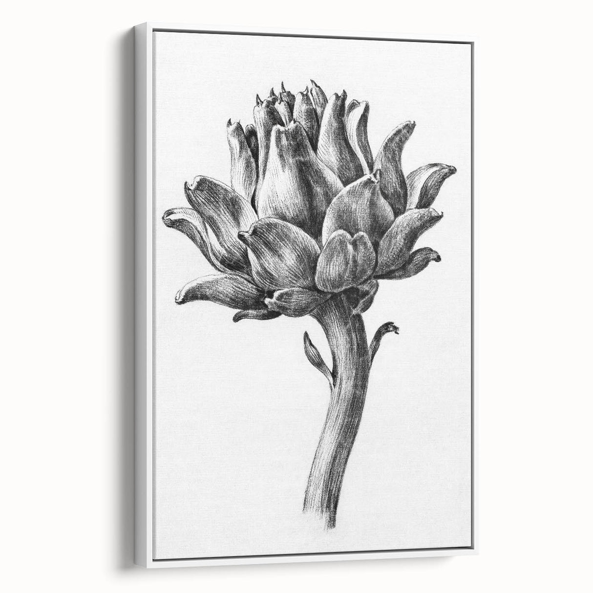 Romanticism Art - Artichoke Study - Classic Botanical Romantic Print