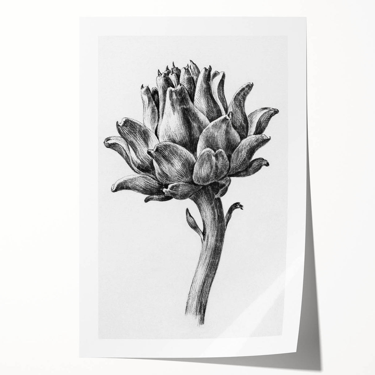 Romanticism Art - Artichoke Study - Classic Botanical Romantic Print