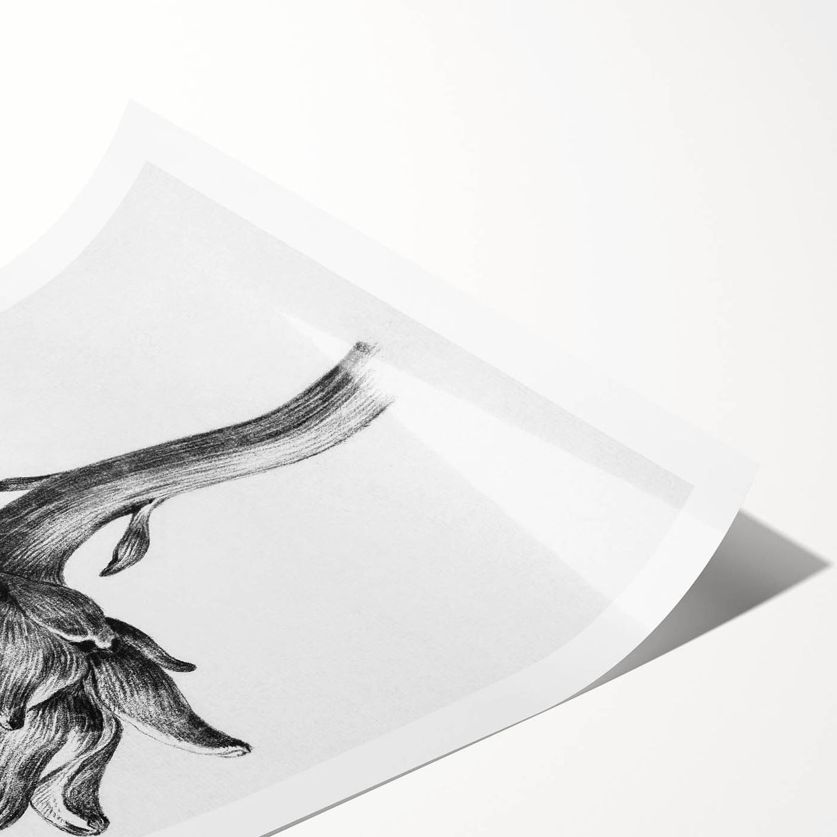 Romanticism Art - Artichoke Study - Classic Botanical Romantic Print