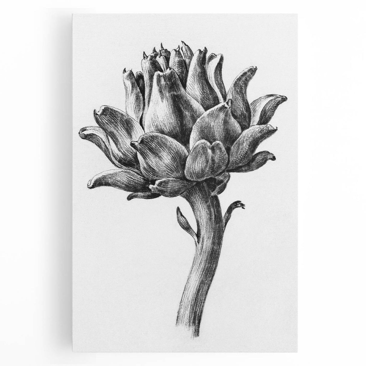 Romanticism Art - Artichoke Study - Classic Botanical Romantic Print
