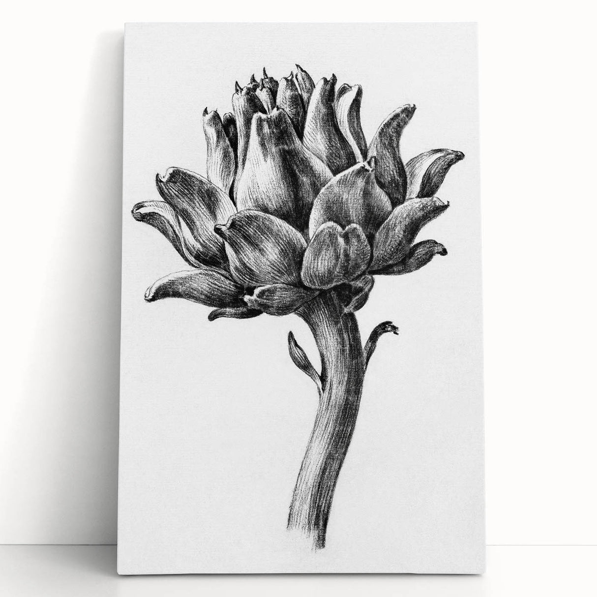 Romanticism Art - Artichoke Study - Classic Botanical Romantic Print