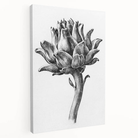 Romanticism Art - Artichoke Study - Classic Botanical Romantic Print