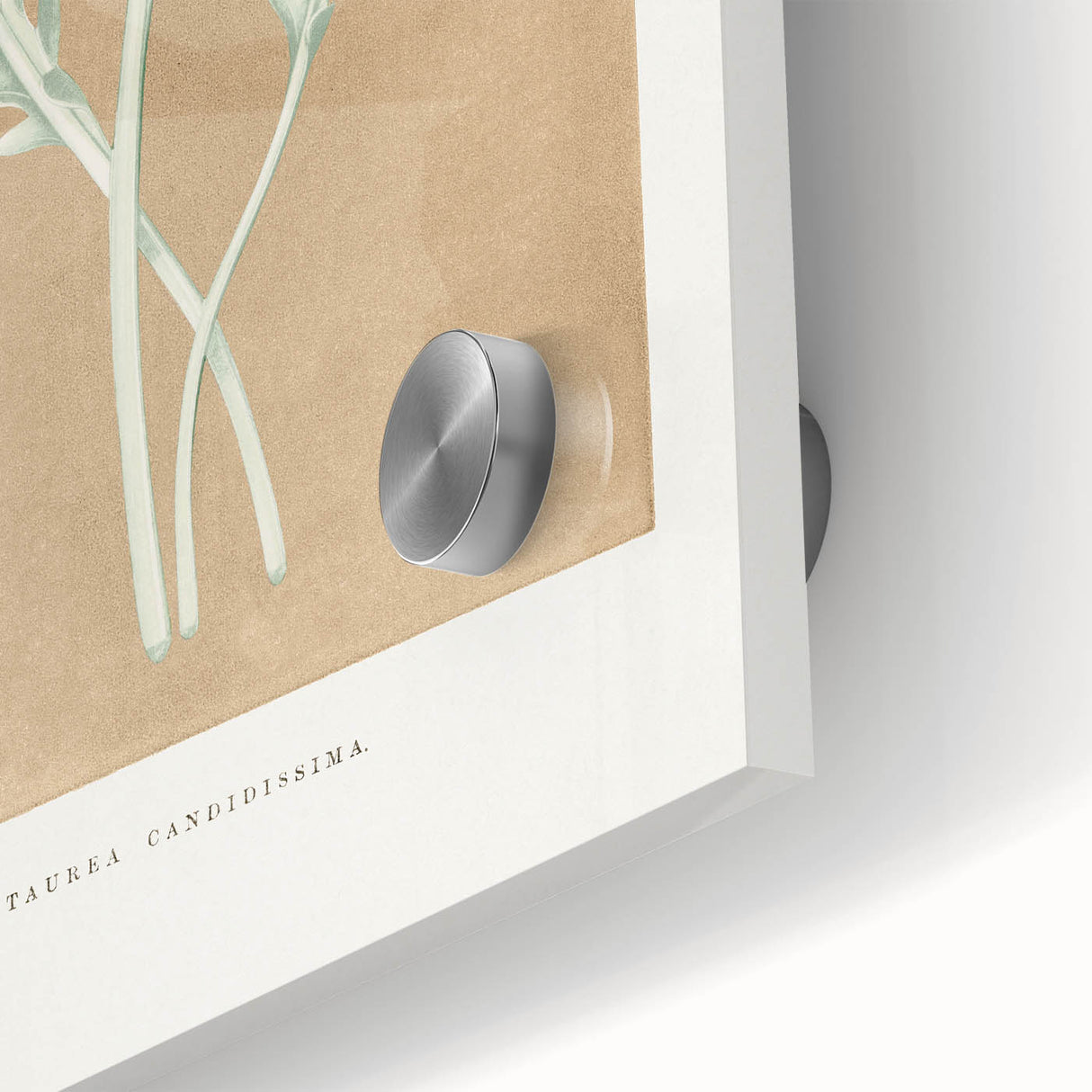 Classic Romantic Paintings: Centaurea Candidissima - Botanical Art Print