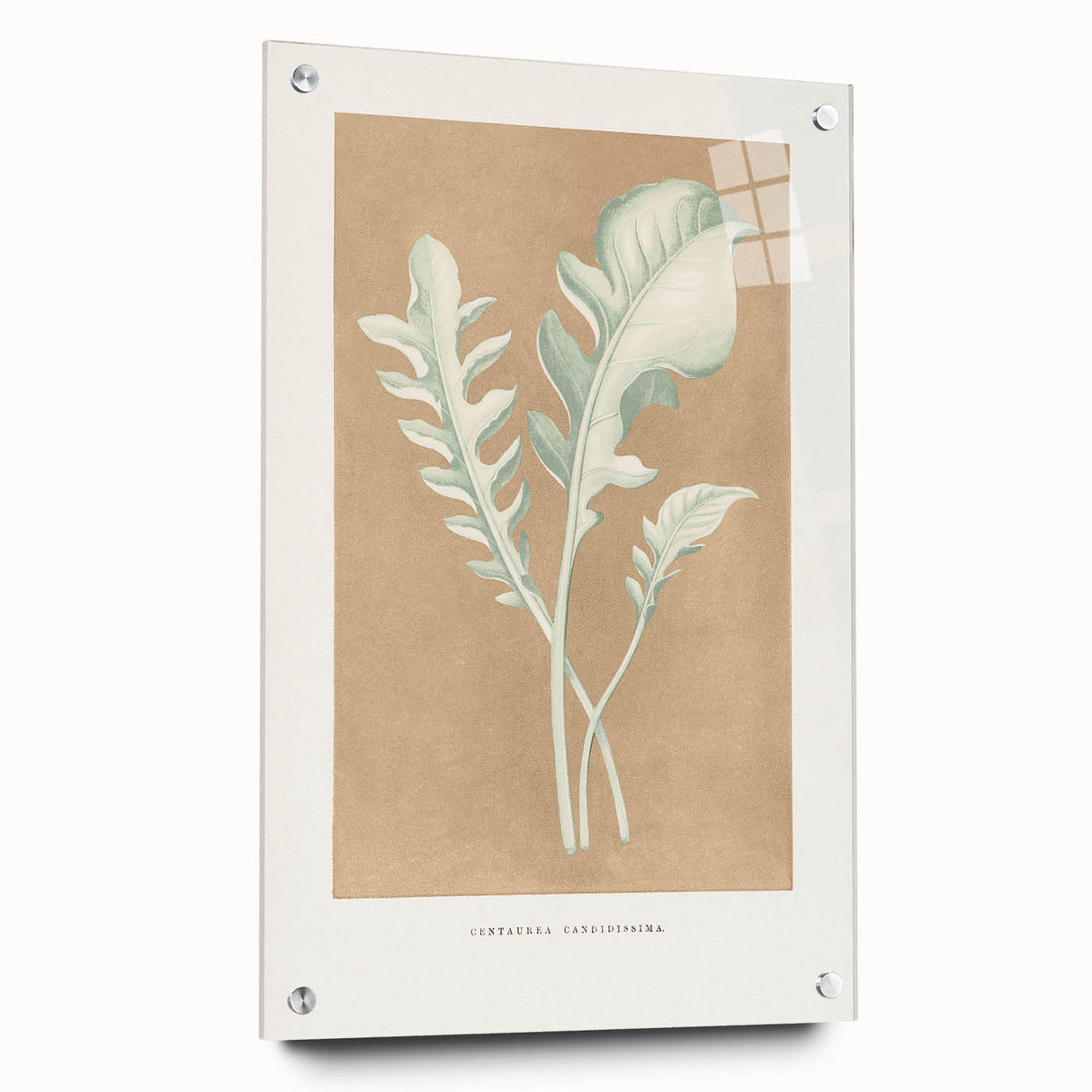 Classic Romantic Paintings: Centaurea Candidissima - Botanical Art Print