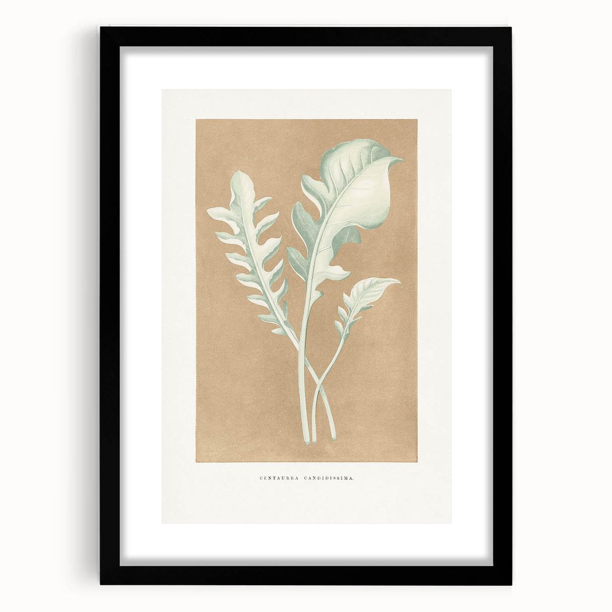 Classic Romantic Paintings: Centaurea Candidissima - Botanical Art Print