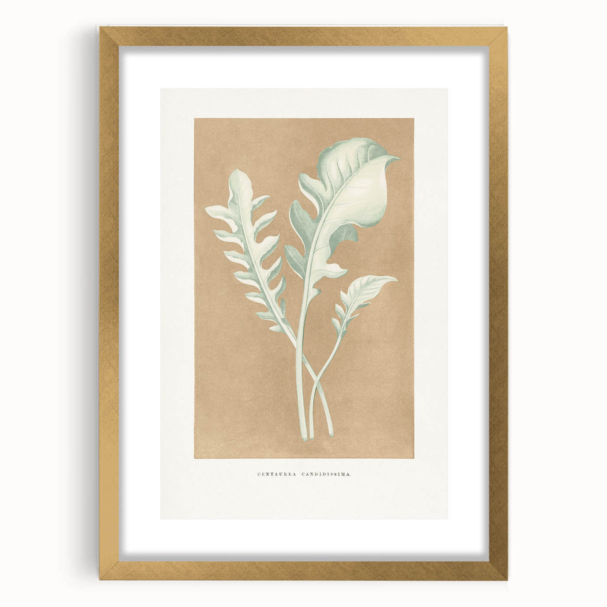 Classic Romantic Paintings: Centaurea Candidissima - Botanical Art Print