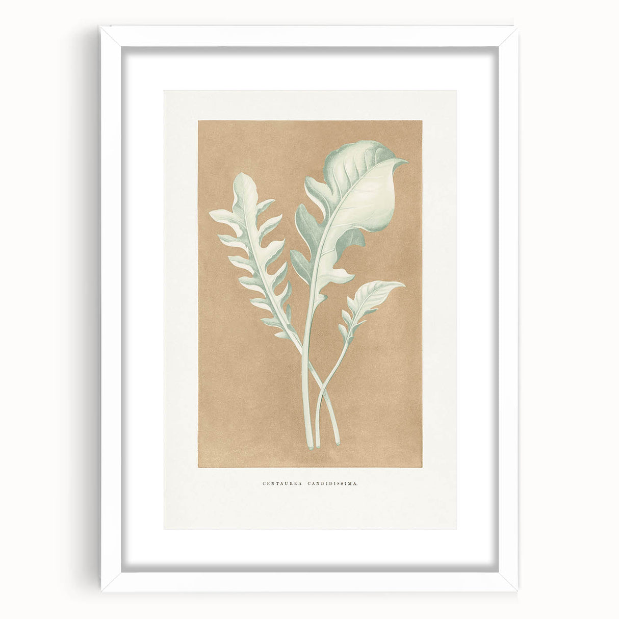Classic Romantic Paintings: Centaurea Candidissima - Botanical Art Print