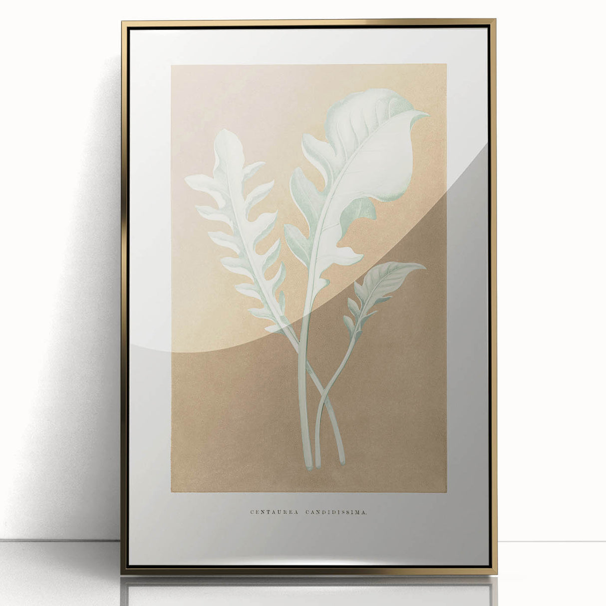 Classic Romantic Paintings: Centaurea Candidissima - Botanical Art Print