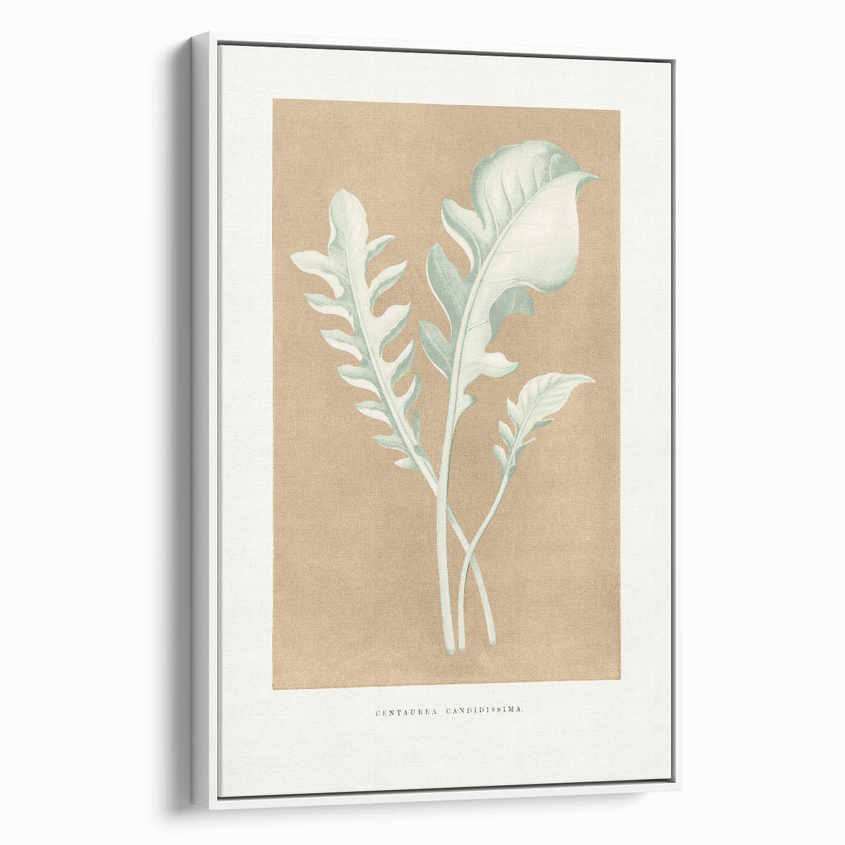 Classic Romantic Paintings: Centaurea Candidissima - Botanical Art Print