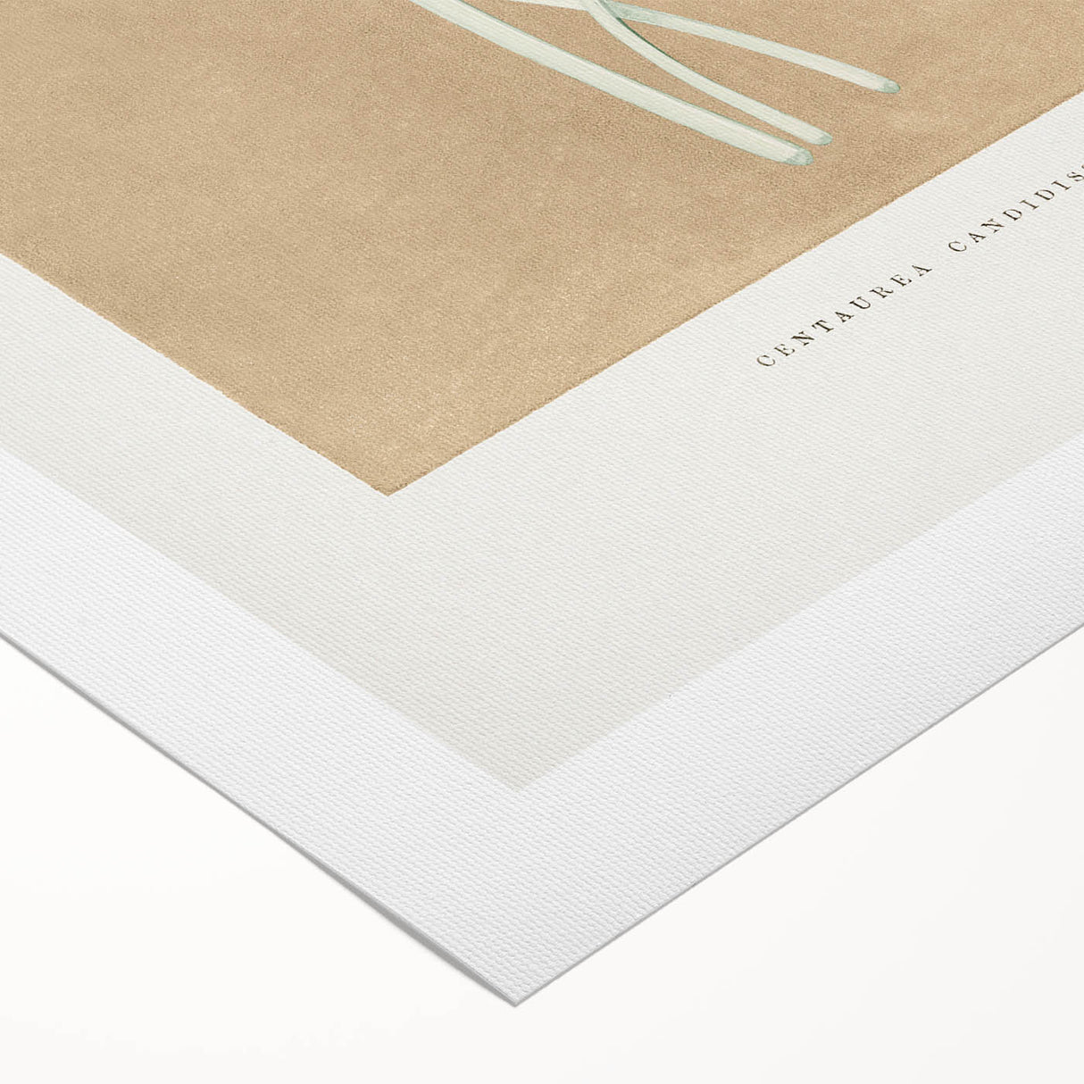 Classic Romantic Paintings: Centaurea Candidissima - Botanical Art Print