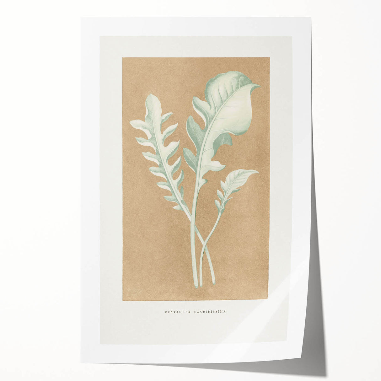 Classic Romantic Paintings: Centaurea Candidissima - Botanical Art Print