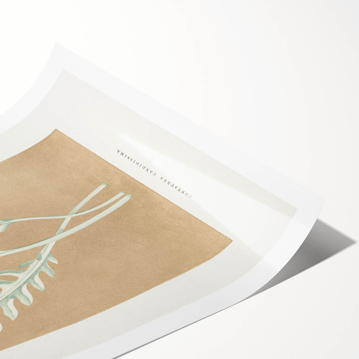 Classic Romantic Paintings: Centaurea Candidissima - Botanical Art Print