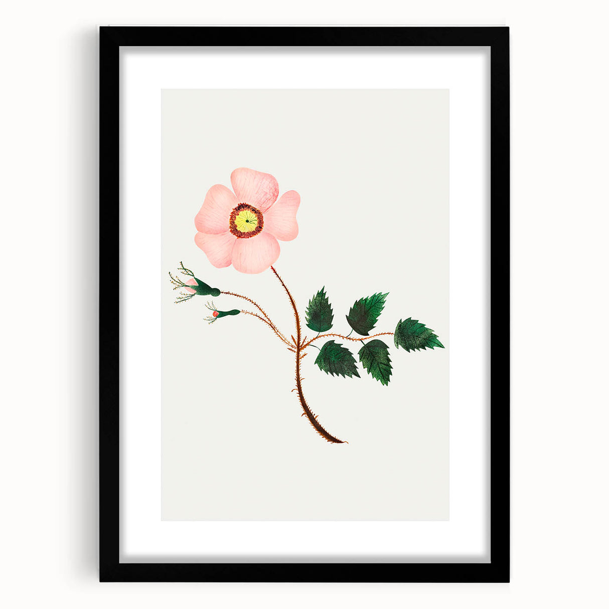 Wild Rose by Mary Altha Nims - Romanticism Botanical Art Print