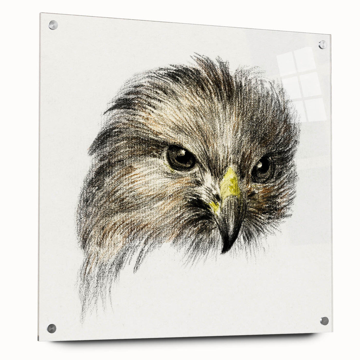 Head of a Bird of Prey by Jean Bernard - Romantic Wildlife Art Print