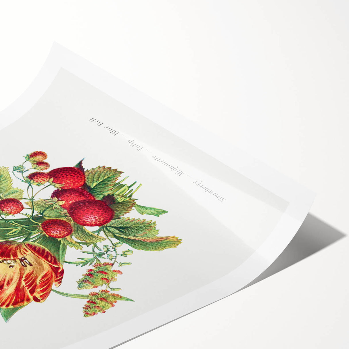 Classic Romantic Paintings - Strawberry and Tulip Art Print