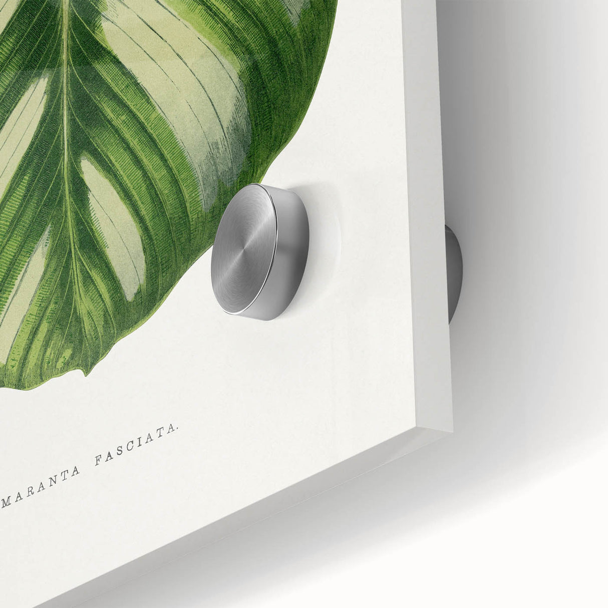 Romanticism Art - Green Maranta Fasciata Leaf Illustration