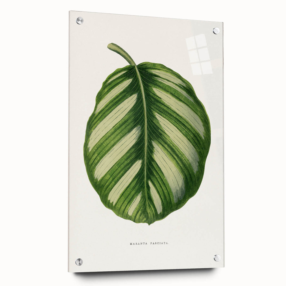 Romanticism Art - Green Maranta Fasciata Leaf Illustration