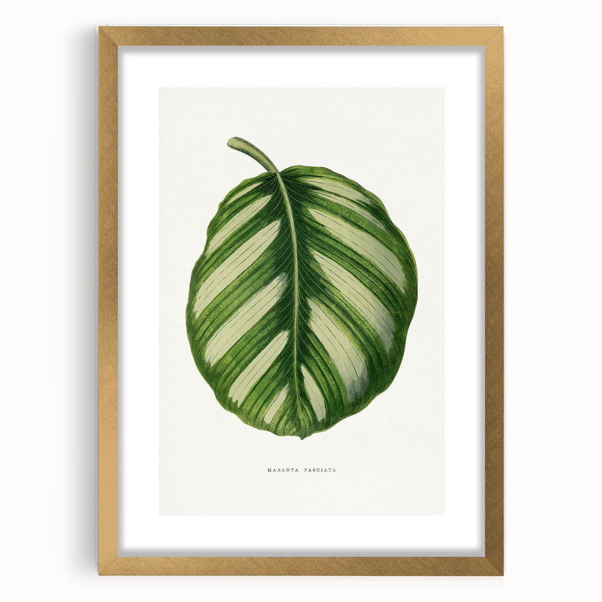 Romanticism Art - Green Maranta Fasciata Leaf Illustration