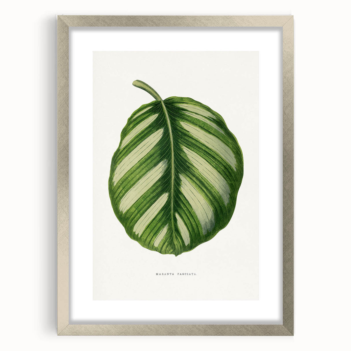 Romanticism Art - Green Maranta Fasciata Leaf Illustration